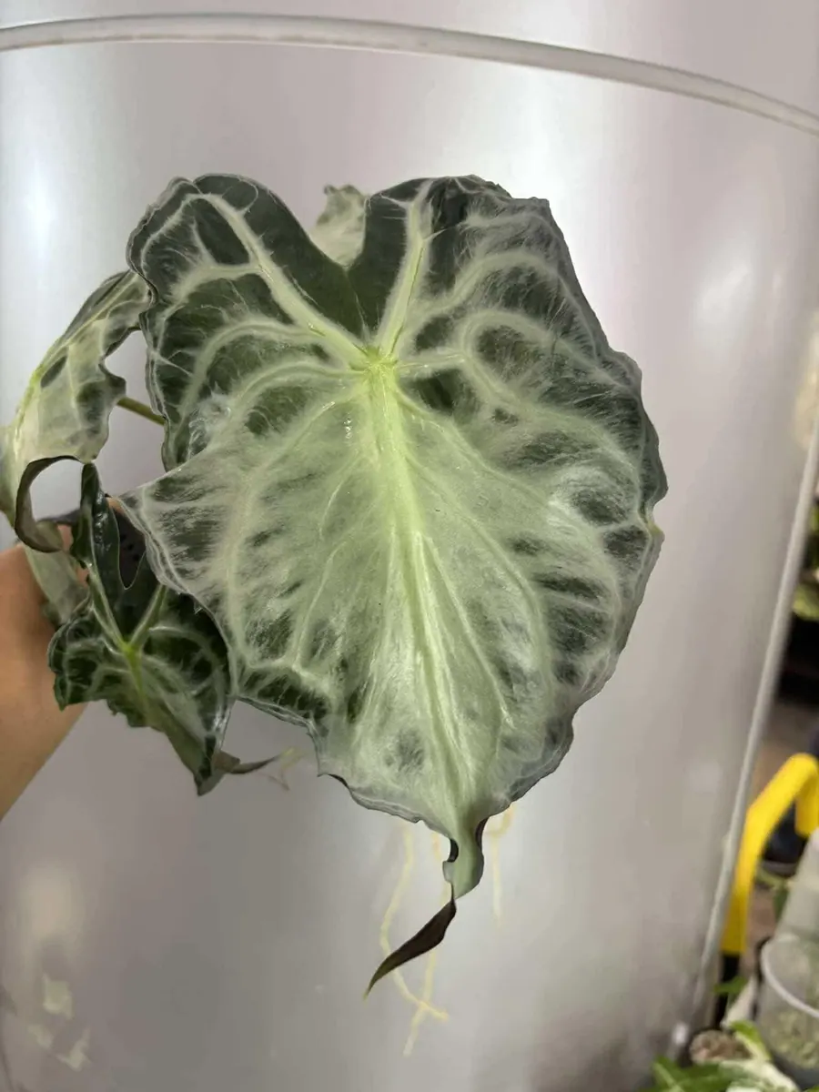 ヴェノム
